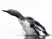 Red-throated Loon 