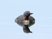 Red-throated Loon 