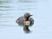Red-throated Loon 