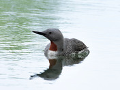 Red-throated Loon 