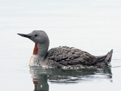 Red-throated Loon 