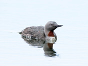 Red-throated Loon 