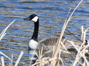 Framed Canada Goose