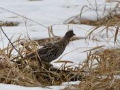 Ruffed Grouse