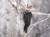 The female pileated woodpecker