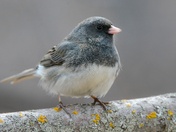 Dark-Eyed Junco