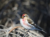 Common Redpoll