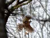 Cooper's Hawk in the woods.
