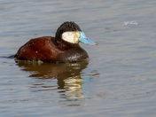Ruddy duck