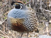 California Quail