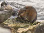 Muskrat munch