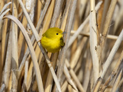 Yellow warbler