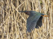 Green heron in flight