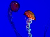 It takes two to tango