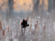 Red-winged blackbird