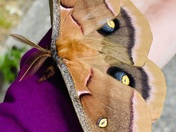 Polyphemus Moth