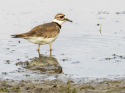 Killdeer