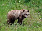 Foraging Grizzly