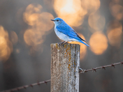 Mountain Bluebird