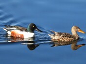 Northern Shoveler Couple