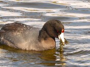 American Coot