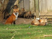 Red Fox Family with Kits 