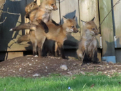 Red Fox Kits in Springtime 