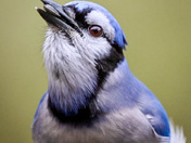 Blue Jay with 🌻 seed 