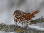 Fox Sparrow