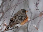 American Robin