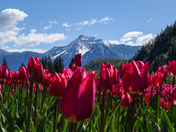 Harrison Tulip Festival 