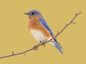 Eastern Bluebird 