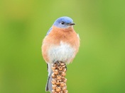 Eastern Bluebird 2