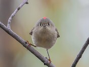 Ruby-crowned kinglet 