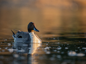 Northern Pintail