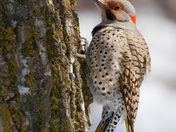 Northern Flicker