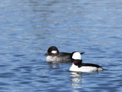 Pair of Buffleheads