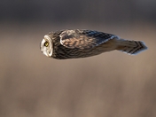 Faster than a speeding bullet !