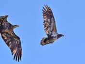 Spring playing time.