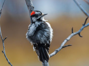 A wind-blown Downy Woodpecker.