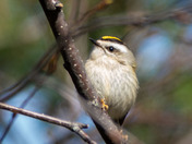 Golden-crowned Kinglet