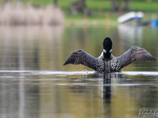 Return of the Loons
