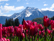 Harrison Tulip Festival