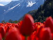Harrison Tulip Festival