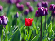 Harrison Tulip Festival