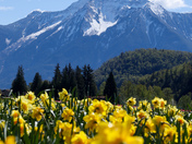 Harrison Tulip Festival