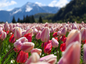 Harrison Tulip Festival