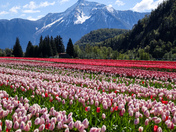 Harrison Tulip Festival