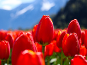 Harrison Tulip Festival