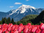 Splendor of Mount Cheam and Tulips